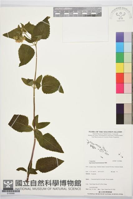 紫花霍香薊藏品圖，第1張