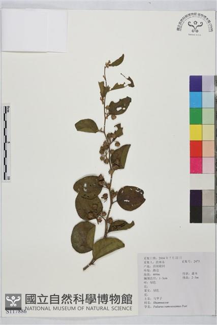 馬甲子藏品圖，第1張