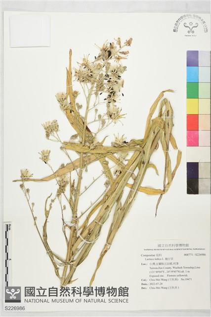 鵝仔草藏品圖，第1張