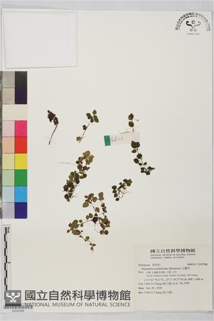 玉蘭草藏品圖，第1張