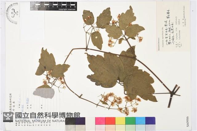 女萎藏品圖，第1張