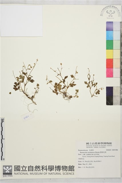 鹿場毛茛藏品圖，第1張