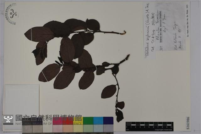 錫蘭饅頭果，香港饅頭果，大葉饅頭果，香港算盤子藏品圖，第1張