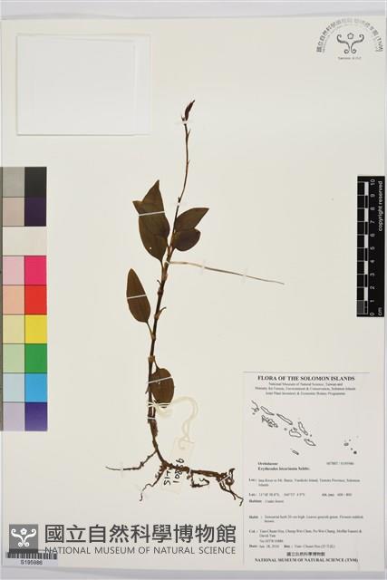 登錄號:S195986藏品圖，第1張