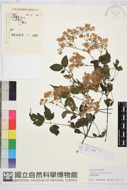 短尾鐵線蓮藏品圖，第1張