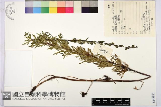 Accession Number:S143986 Collection Image