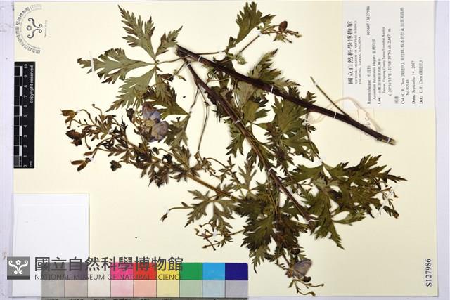 臺灣烏頭藏品圖，第1張