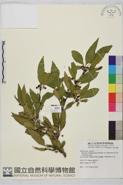 塔山鼠李藏品圖，第1張