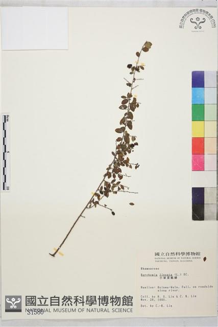 小葉黃鱔藤藏品圖，第2張