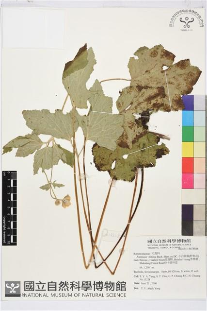 小白頭翁、野棉花藏品圖，第1張