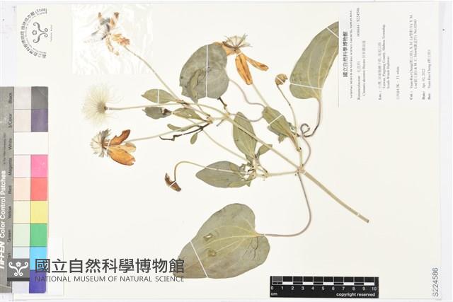 屏東鐵線蓮藏品圖，第1張