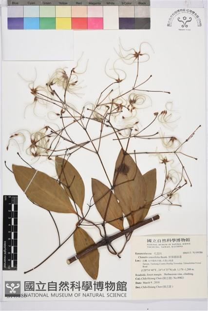 厚葉鐵線蓮藏品圖，第1張