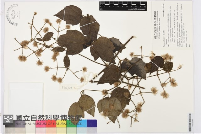 登錄號:S203586藏品圖，第1張