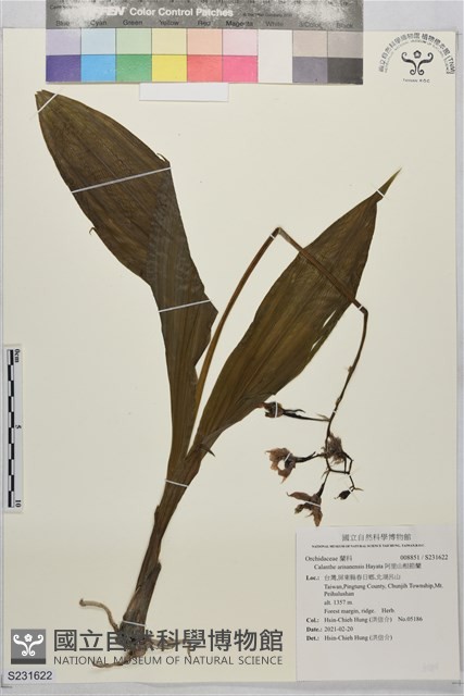 阿里山根節蘭藏品圖，第1張