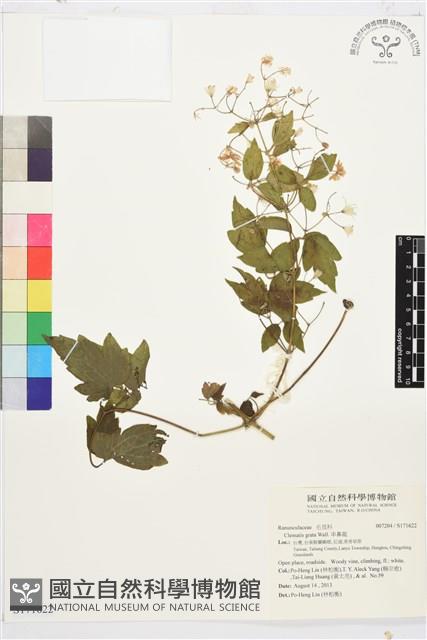 串鼻龍藏品圖，第1張