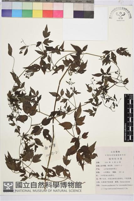 登錄號:S104622藏品圖，第1張