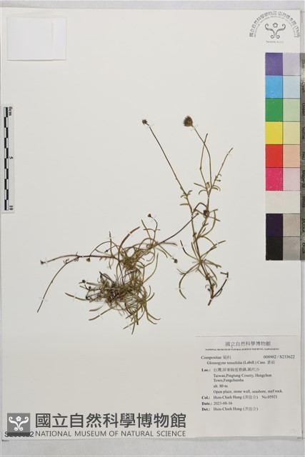 香茹藏品圖，第1張