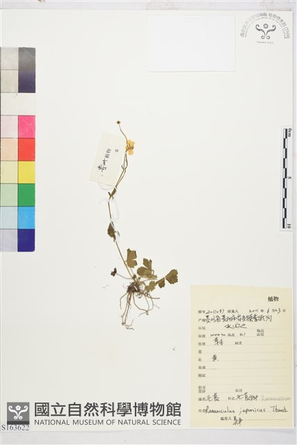 毛茛藏品圖，第1張