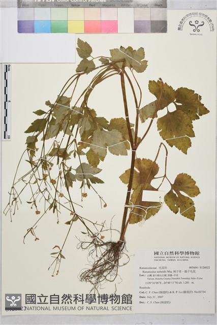 辣子草、揚子毛茛藏品圖，第1張