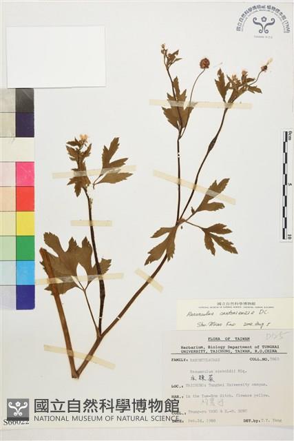 水辣菜、禺毛茛藏品圖，第1張