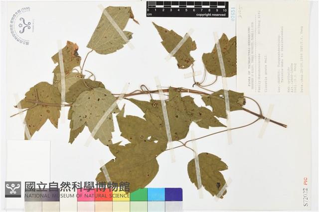 串鼻龍藏品圖，第1張