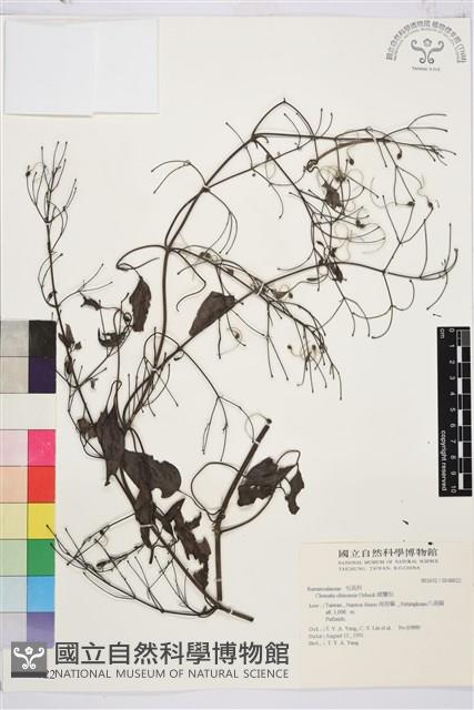 威靈仙藏品圖，第1張