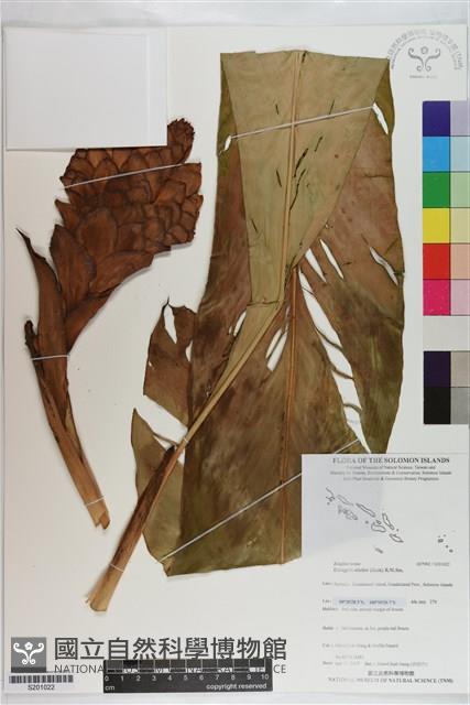 火炬薑藏品圖，第1張