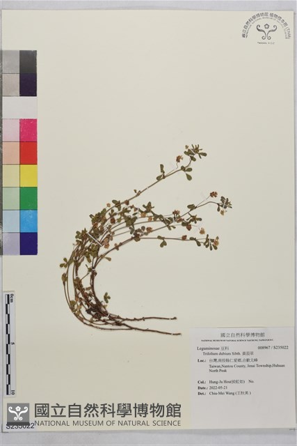 黃菽草藏品圖，第1張