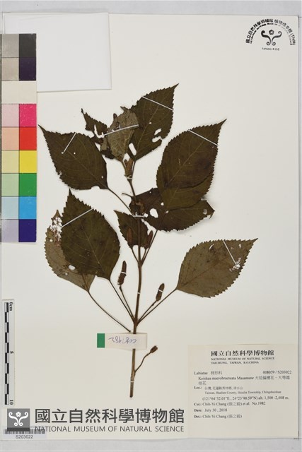 大苞偏穗花、大萼霜桂花藏品圖，第1張