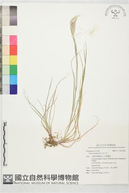 孟仁草藏品圖，第1張