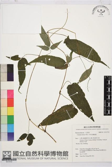 亨利氏鐵線蓮藏品圖，第1張