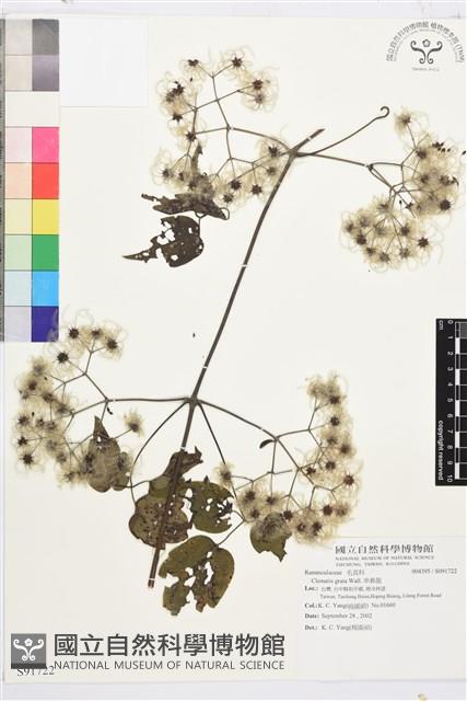 串鼻龍藏品圖，第1張