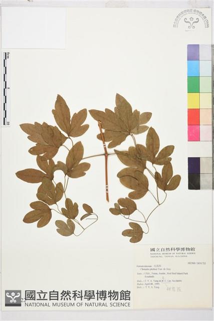 登錄號:S031722藏品圖，第1張