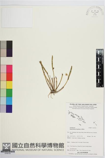 登錄號:S195722藏品圖，第1張