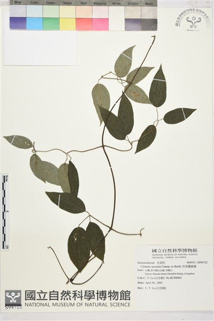 柱果鐵線蓮藏品圖，第2張