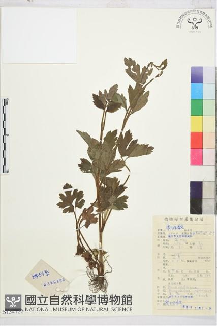 毛茛藏品圖，第1張