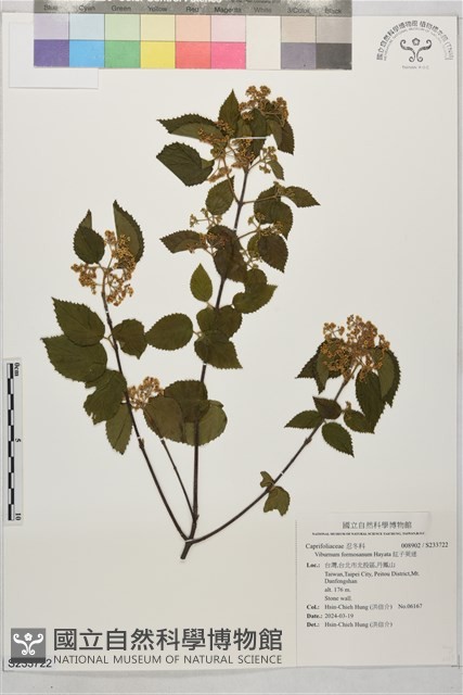 紅子莢迷藏品圖，第1張