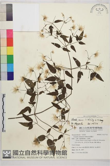 田村氏鐵線蓮藏品圖，第1張