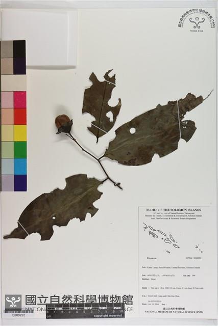 登錄號:S200222藏品圖，第1張