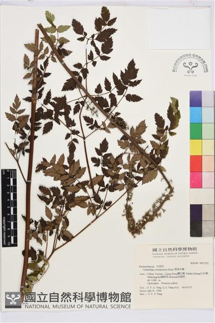 雲南升麻藏品圖，第1張