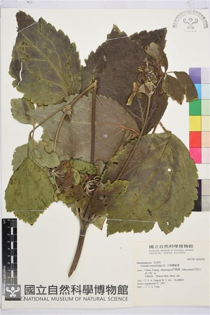 大葉鐵線蓮藏品圖，第1張