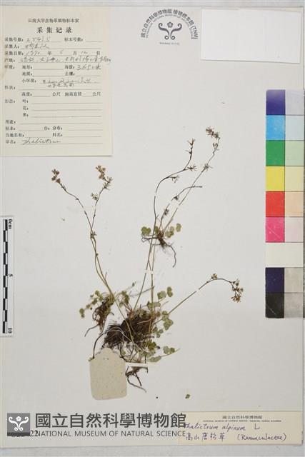 高山唐松草藏品圖，第1張