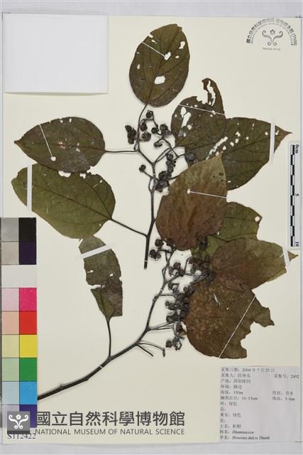 枳椇藏品圖，第1張