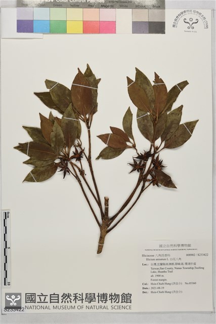 白花八角藏品圖，第1張