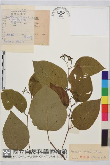 枳椇藏品圖，第1張