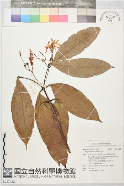 蕊木藏品圖，第1張