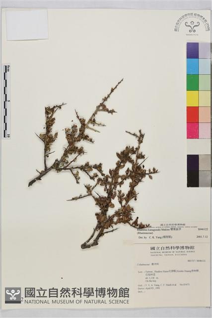 變葉鼠李藏品圖，第1張