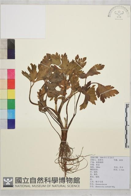 辣子草、揚子毛茛藏品圖，第1張