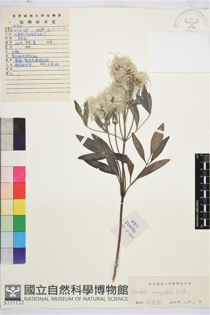 棉團鐵線蓮藏品圖，第1張