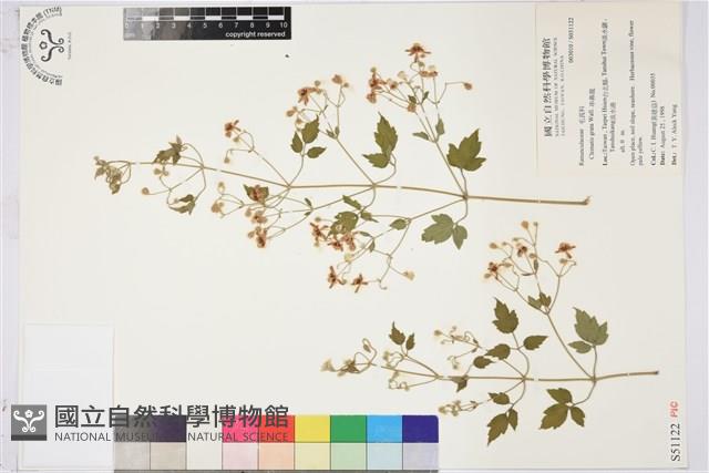 串鼻龍藏品圖，第2張